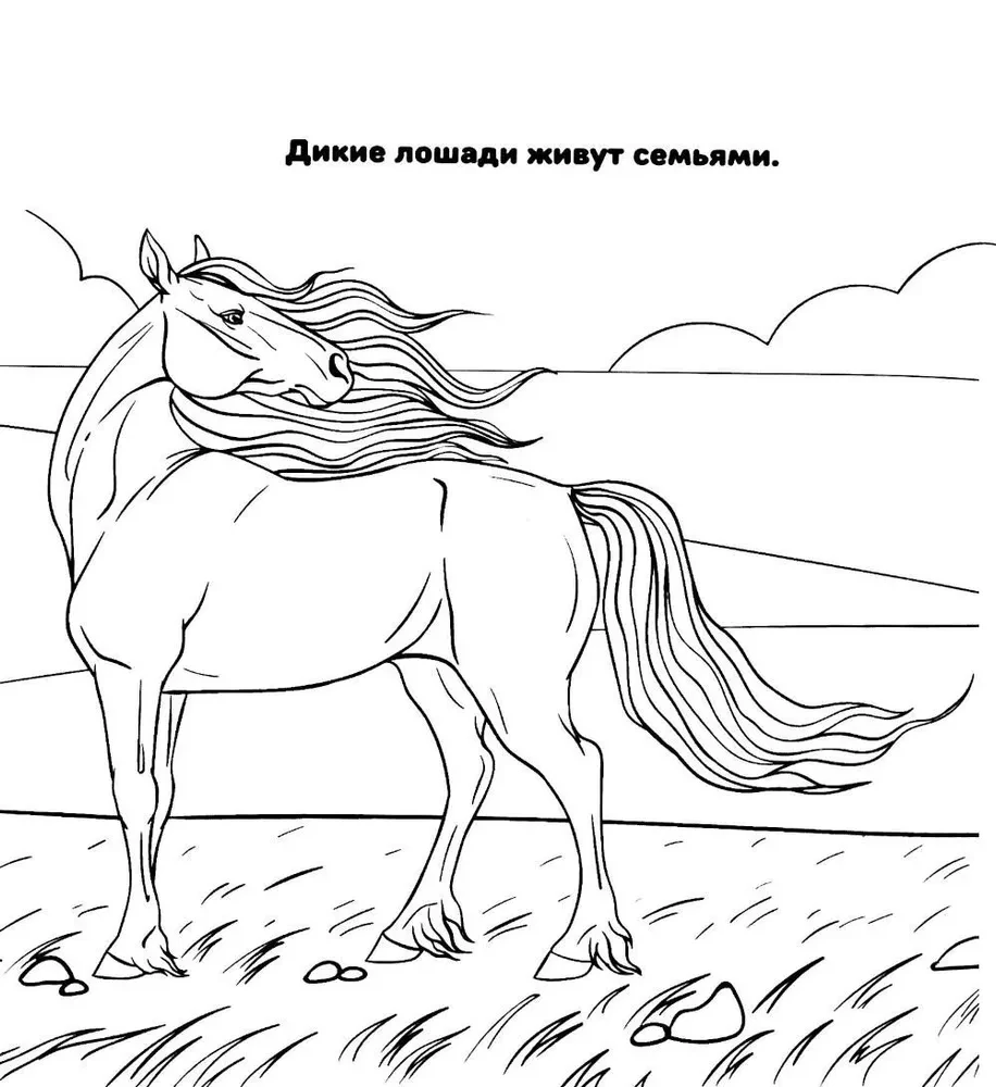 Ponių ir arkliukų