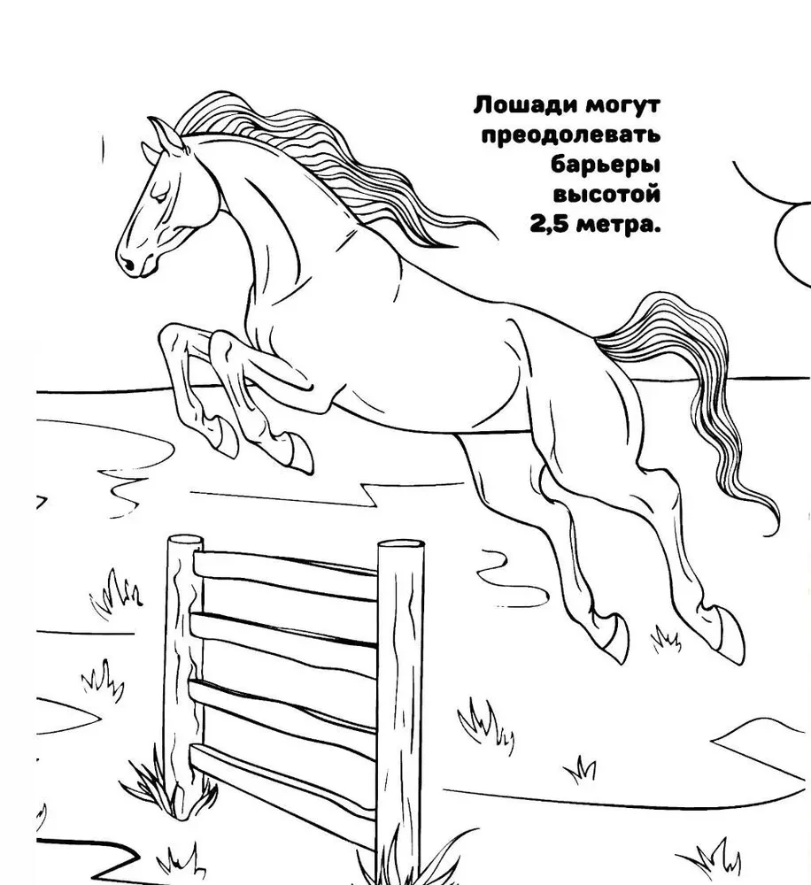 Ponių ir arkliukų