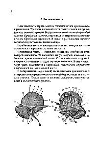 Notatnik-podpowiedź z anatomii