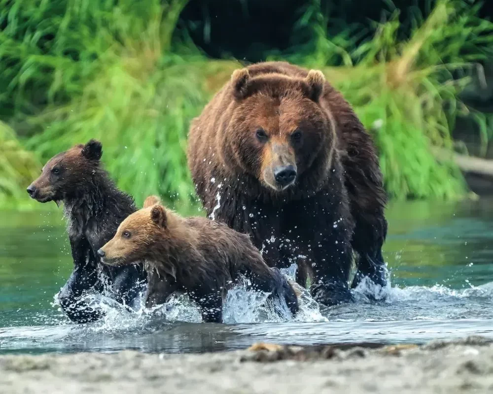 Где рождается солнце. Первозданный Дальний Восток глазами фотографов-путешественников