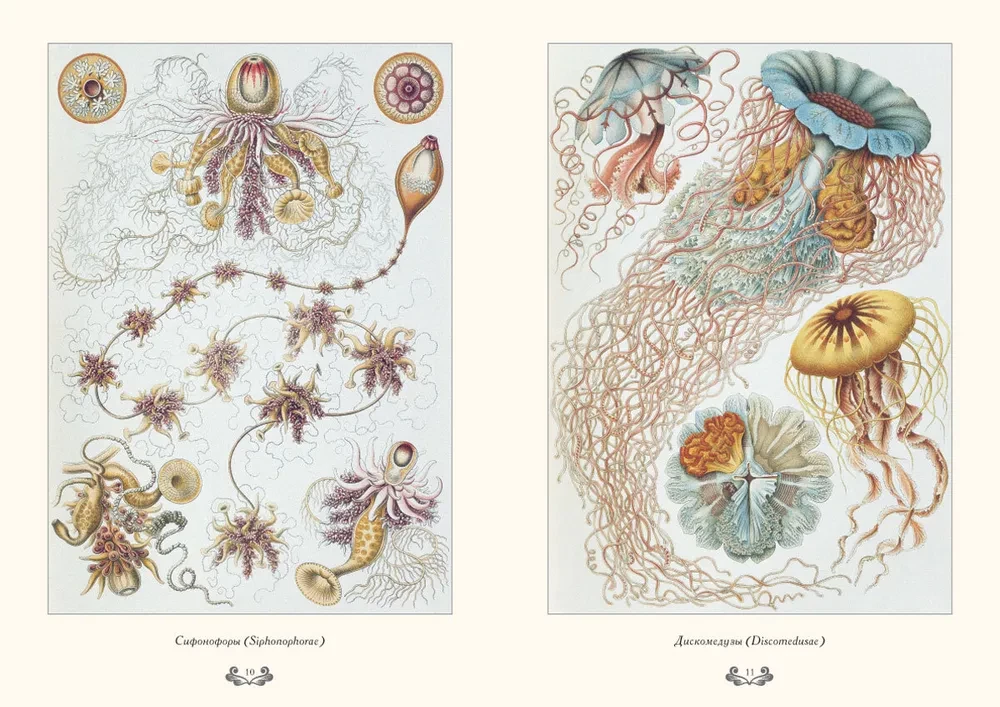 The Beauty of Forms in Nature