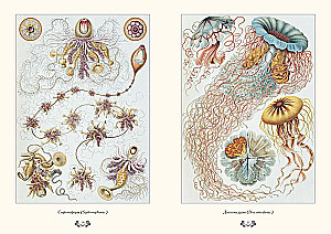 The Beauty of Forms in Nature