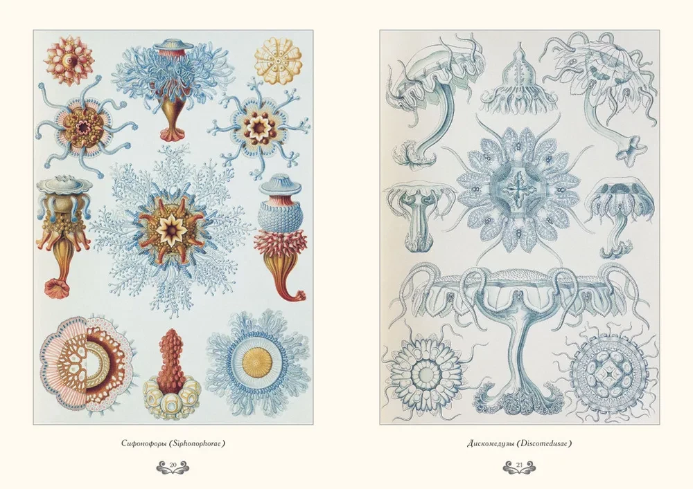 The Beauty of Forms in Nature