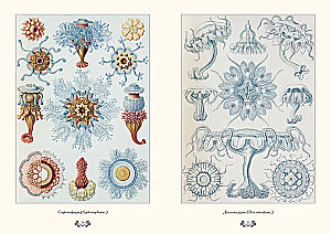 The Beauty of Forms in Nature