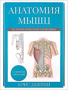 Anatomy of Muscles. Illustrated Guide