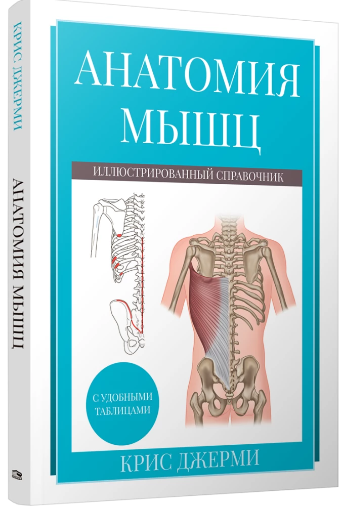 Anatomy of Muscles. Illustrated Guide