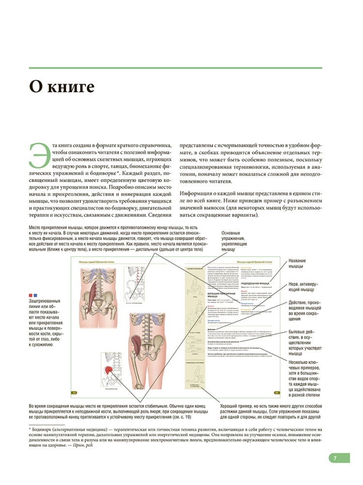 Anatomy of Muscles. Illustrated Guide