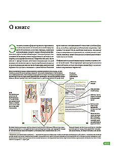 Anatomy of Muscles. Illustrated Guide