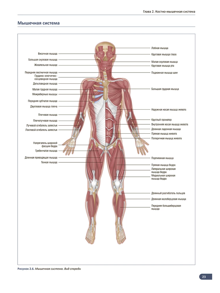 Anatomy of Muscles. Illustrated Guide