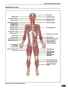 Anatomy of Muscles. Illustrated Guide