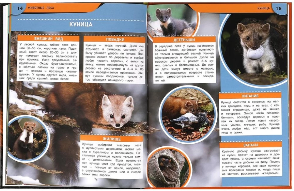 Zwierzęta lasu