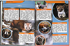 Zwierzęta lasu