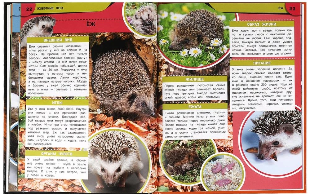 Zwierzęta lasu