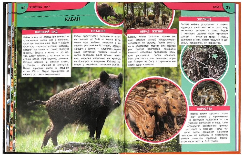 Zwierzęta lasu