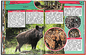 Zwierzęta lasu