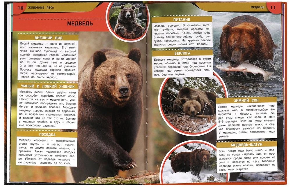 Zwierzęta lasu