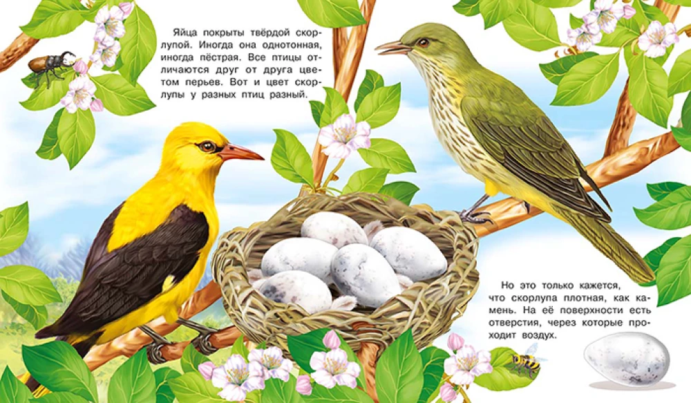 How a Bird Appears