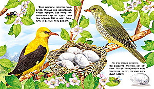 How a Bird Appears