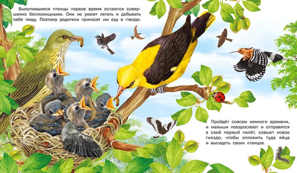 How a Bird Appears