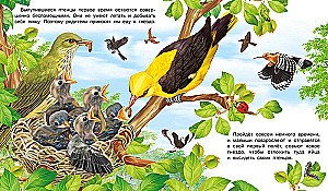 How a Bird Appears
