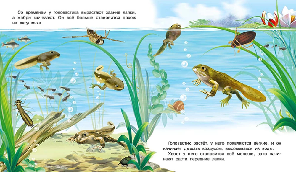 Jak pojawia się żaba