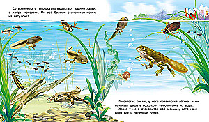 Jak pojawia się żaba