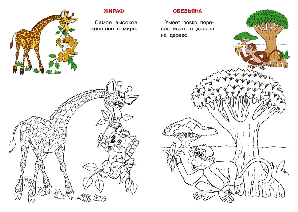 Afrika. Katės atlasas