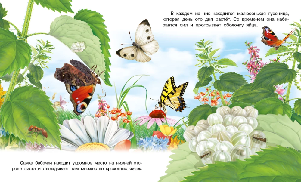 Jak pojawia się motyl