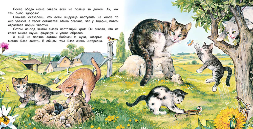 The Adventures of a Kitten