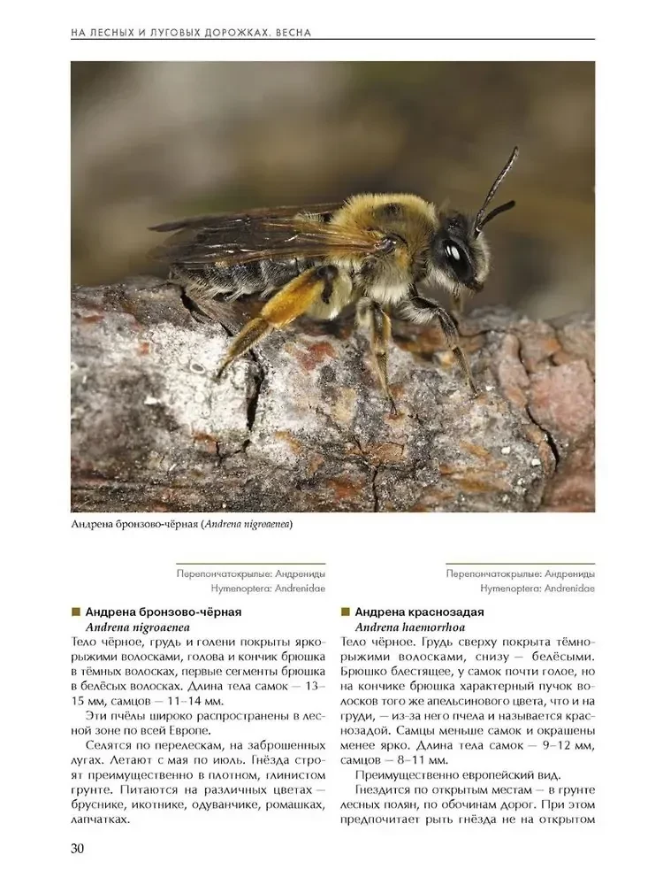 Insekten der Wiesen, Felder und Lichtungen