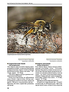 Insekten der Wiesen, Felder und Lichtungen