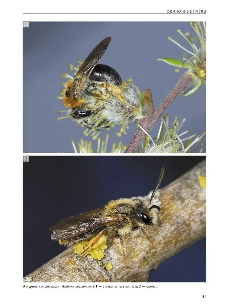 Insekten der Wiesen, Felder und Lichtungen