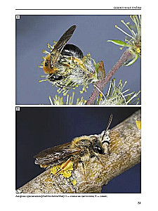 Insekten der Wiesen, Felder und Lichtungen