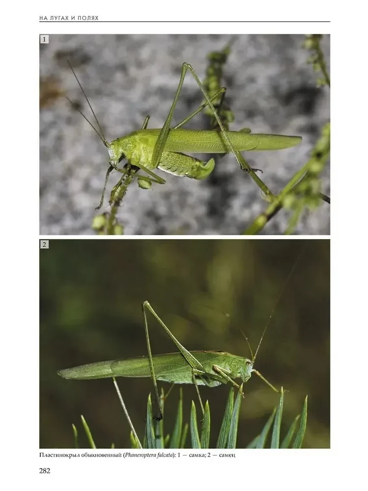 Insekten der Wiesen, Felder und Lichtungen
