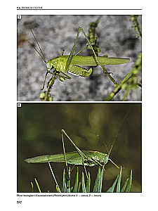 Insekten der Wiesen, Felder und Lichtungen