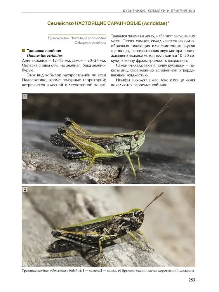 Insekten der Wiesen, Felder und Lichtungen