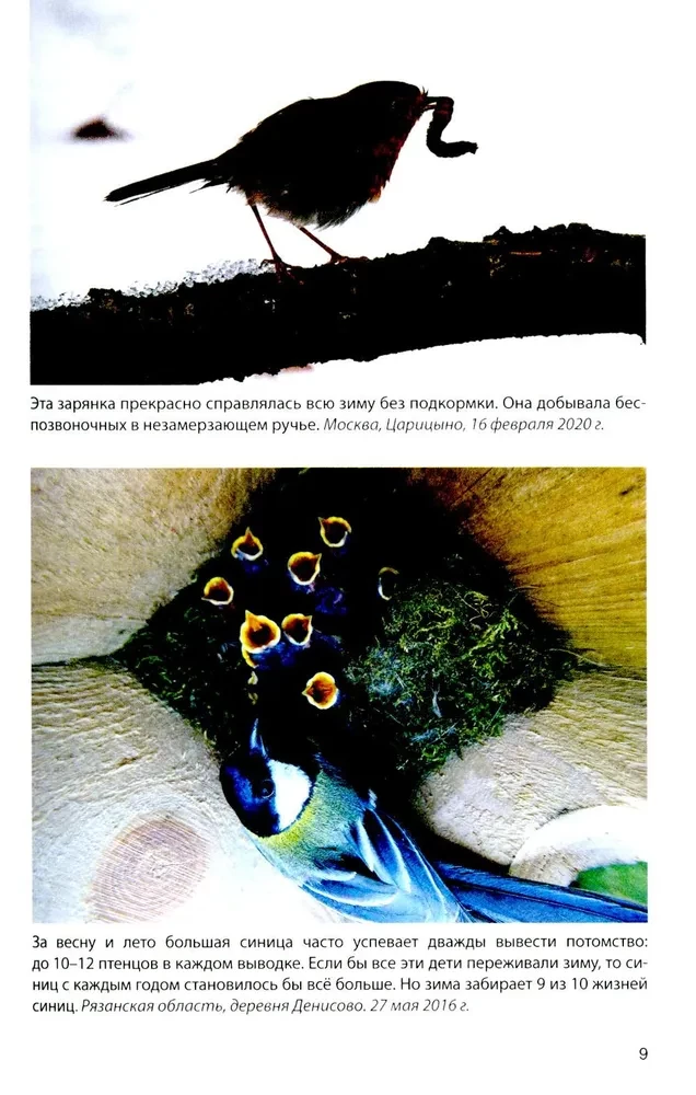 Vögel an Futterstellen. Fütterung und Anziehung