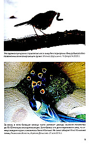 Vögel an Futterstellen. Fütterung und Anziehung