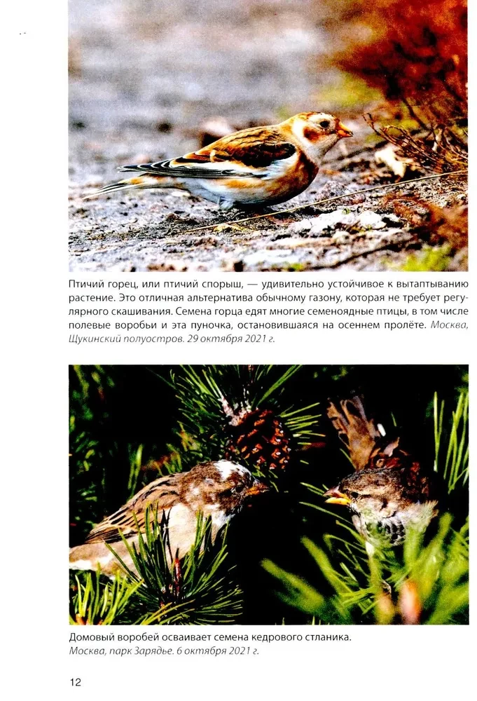 Vögel an Futterstellen. Fütterung und Anziehung