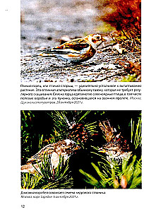 Vögel an Futterstellen. Fütterung und Anziehung