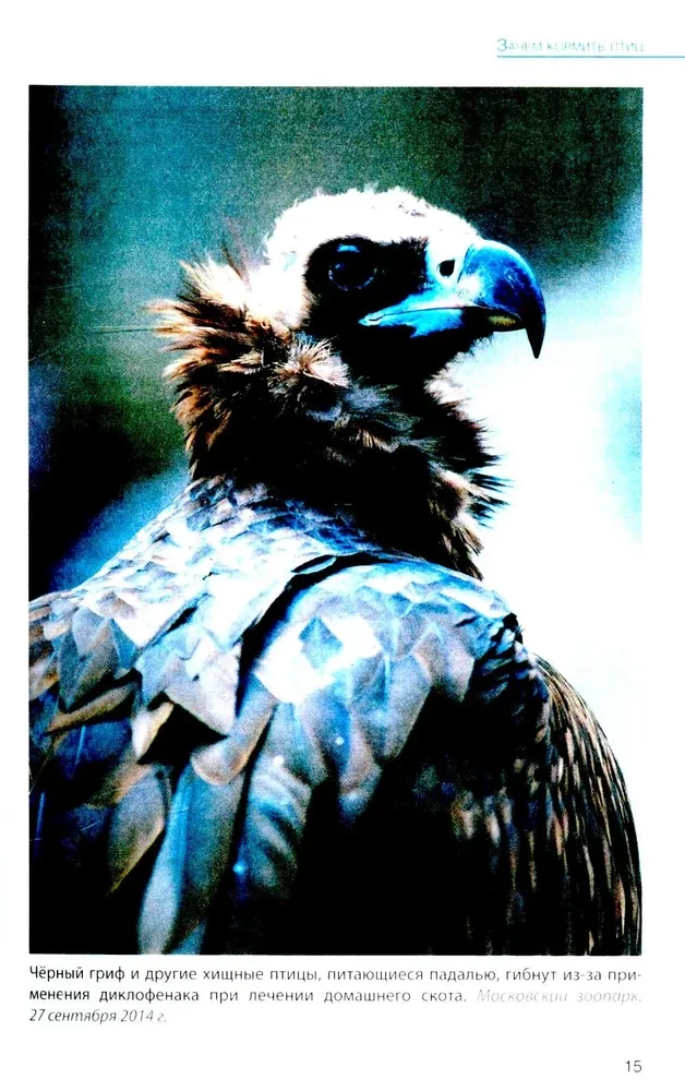 Vögel an Futterstellen. Fütterung und Anziehung
