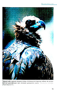 Vögel an Futterstellen. Fütterung und Anziehung