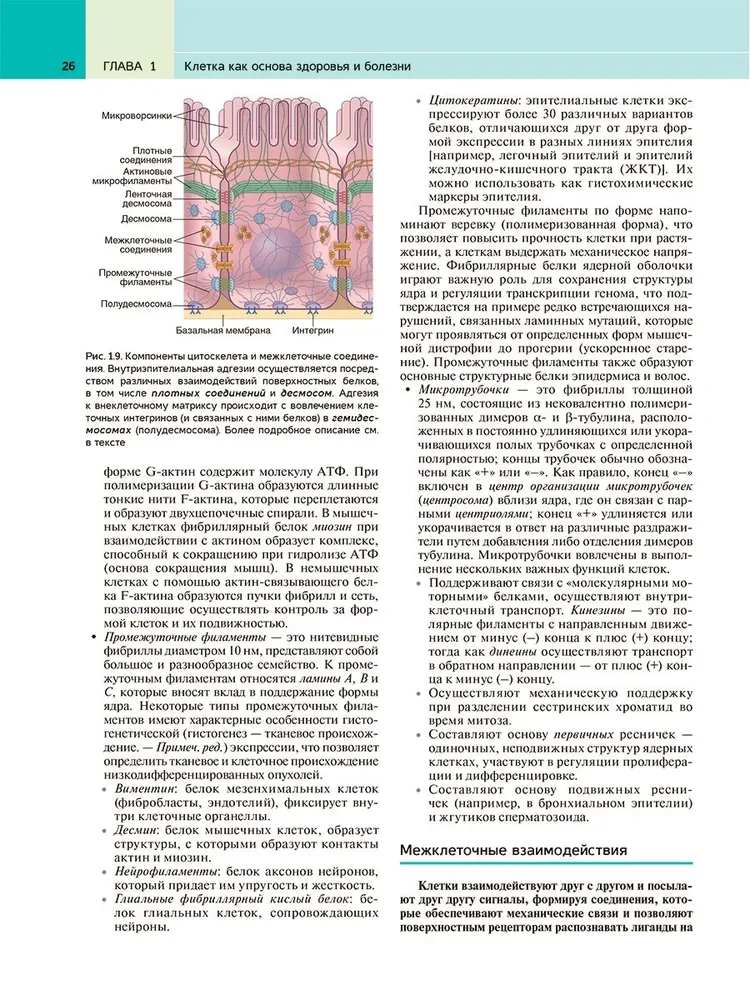 Патологическая анатомия по Роббинсу: Учебник