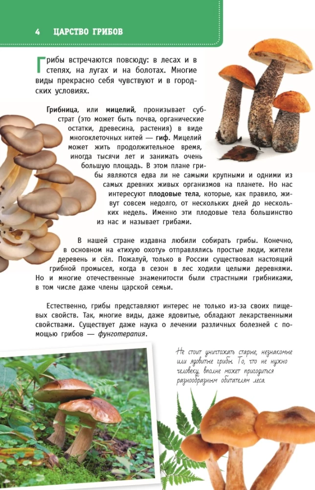 Mushrooms of Russia. A Guide