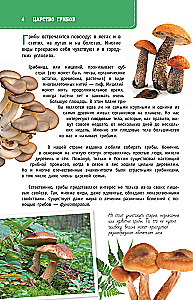 Mushrooms of Russia. A Guide