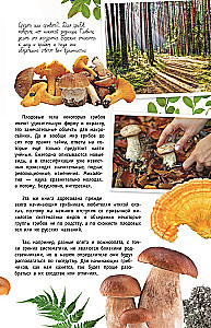 Mushrooms of Russia. A Guide
