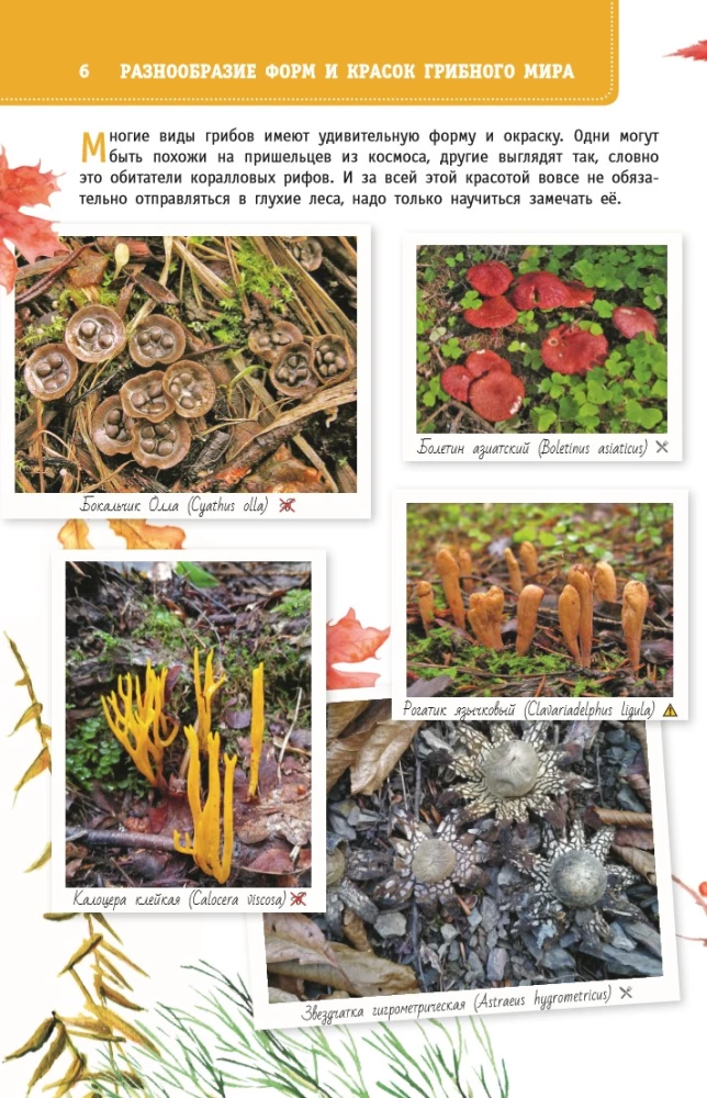 Mushrooms of Russia. A Guide