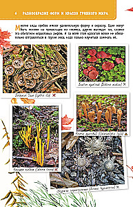 Mushrooms of Russia. A Guide