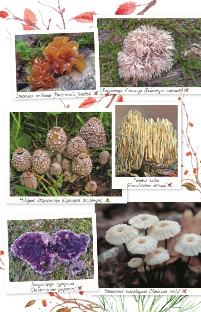 Mushrooms of Russia. A Guide