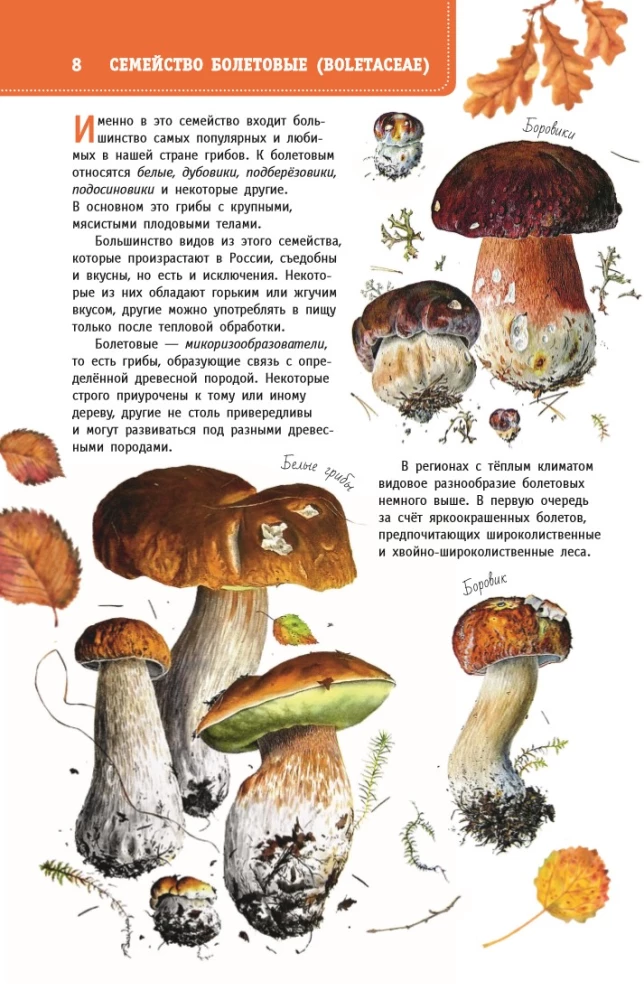 Mushrooms of Russia. A Guide